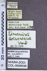 Etiketten zu Limonius arizonicus (NHMW-ZOO-COL-0008598)
